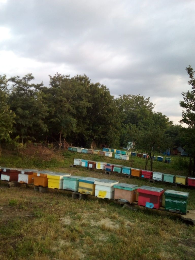 Ofer spre vânzare familie de albine și cutii de stupi goale