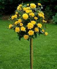 Щамбова роза (Жълта Божуреста)