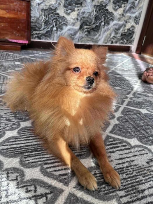 Женски померан по договаряне