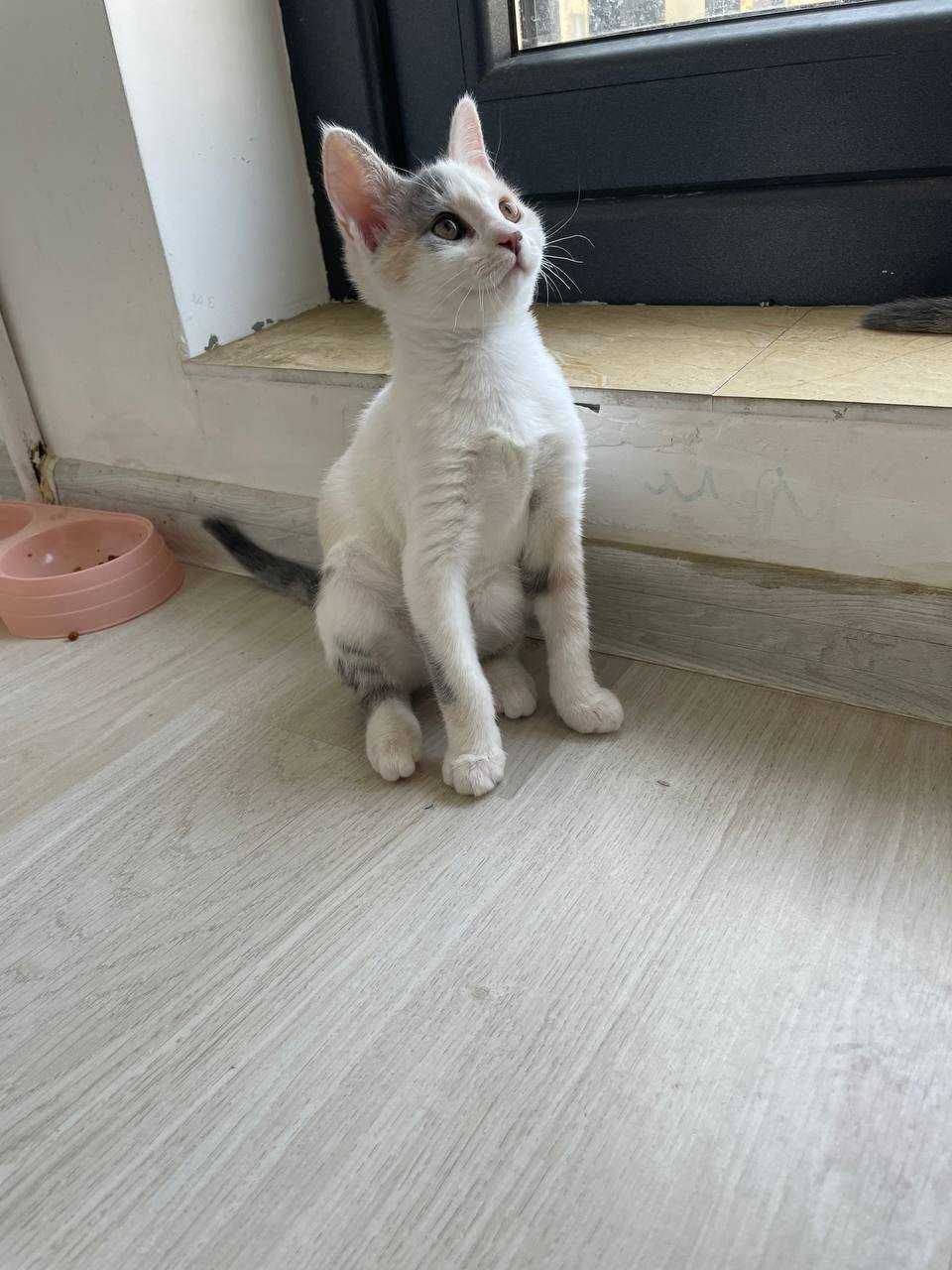 Ищем дом для милых котят!