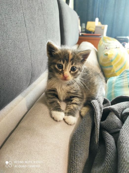 Малко котенце момченце