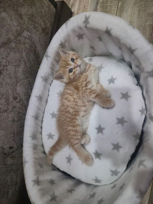 Котята -скотиш страйк, приучены к лотку и едяд корм