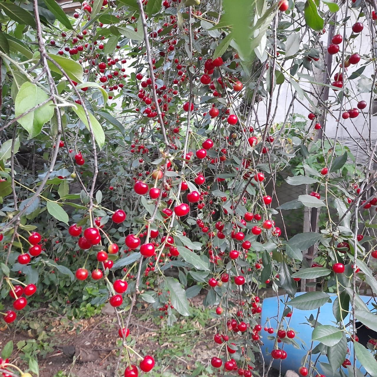 ПРОДАМ ВИШНЮ / домашняя / свежесобранная