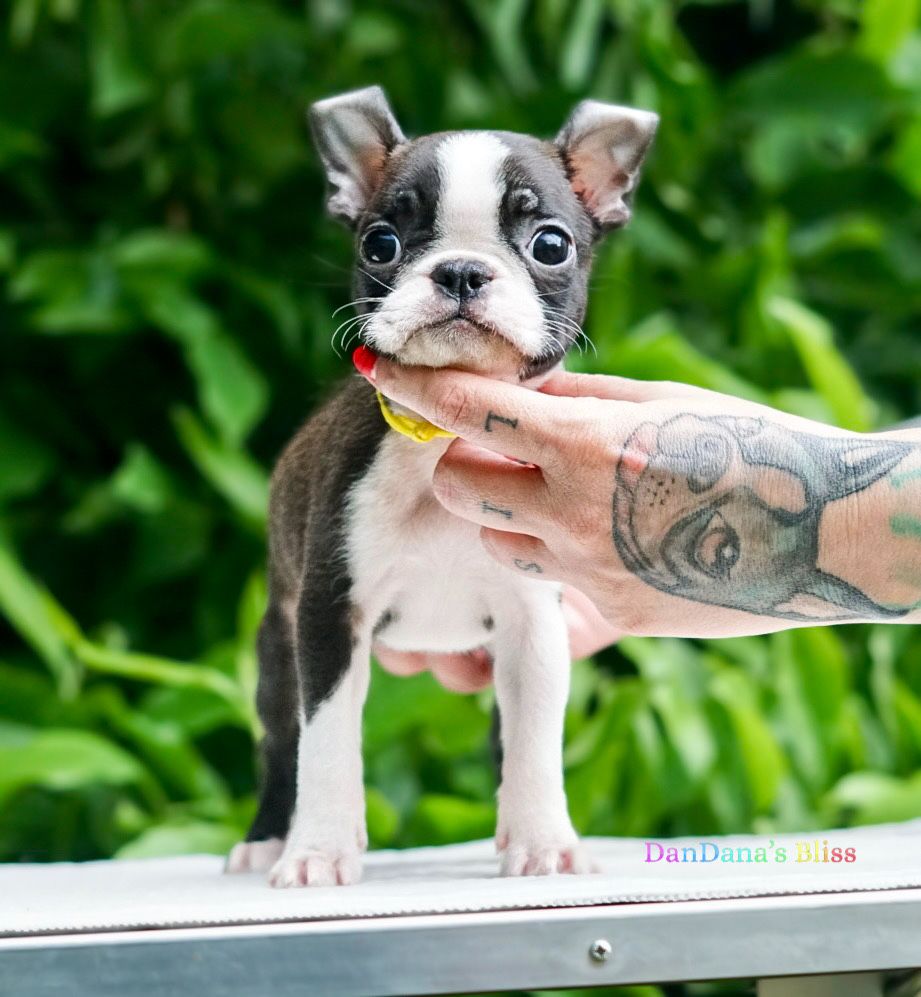 Boston terrier cu pedigree - fetita