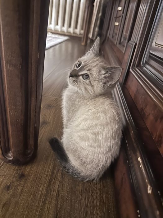 Siyamskiy tozasi 2oyli sotilad