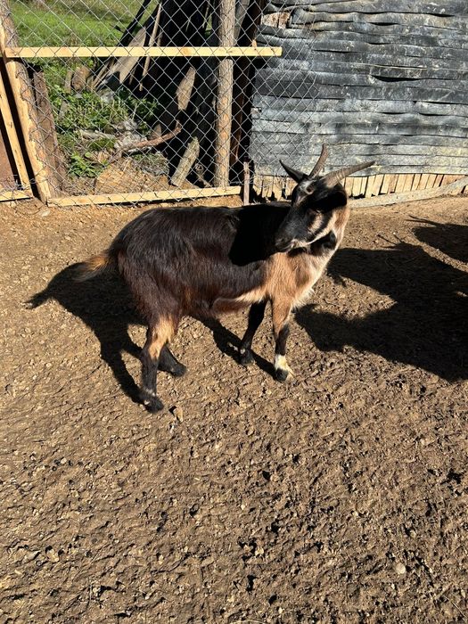 5 Capre și 5 Țapi de vânzare