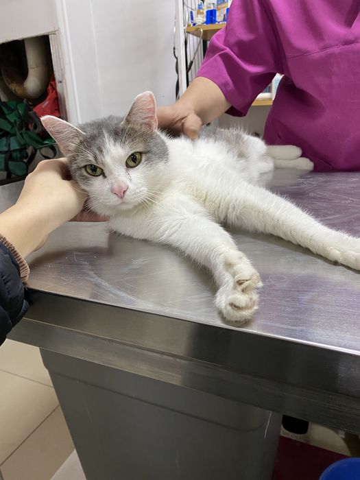 Отдаем кота