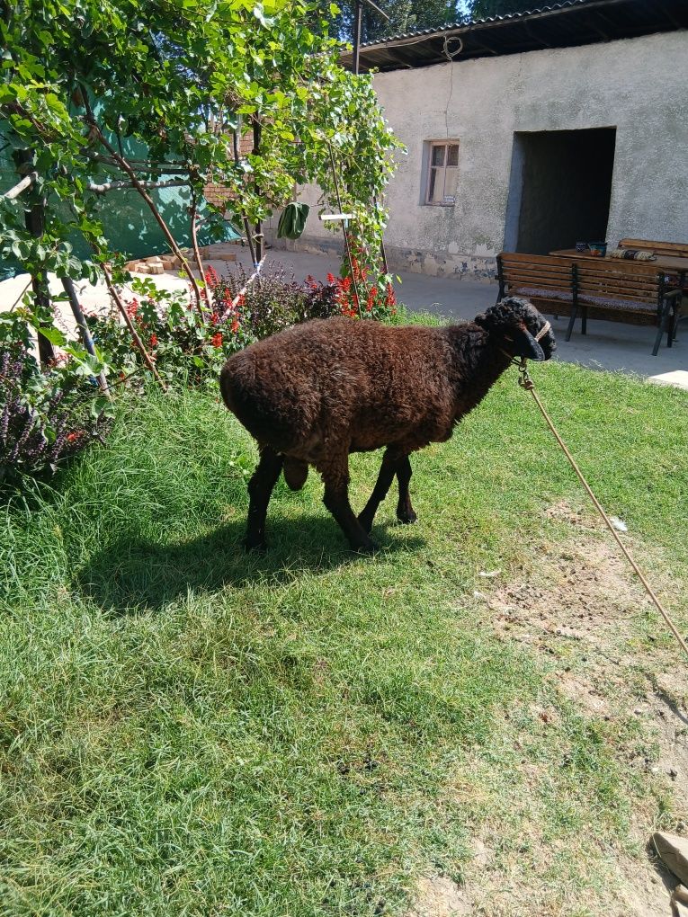 Qochqor sotiladi