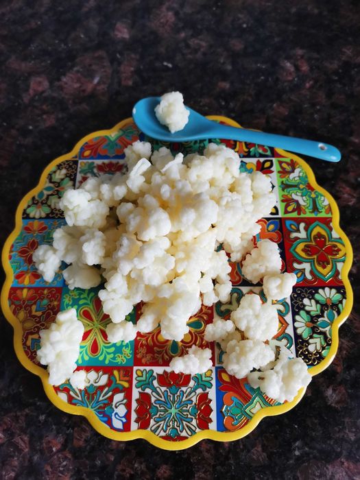 КЕФИР  тибетски кефирни зърна