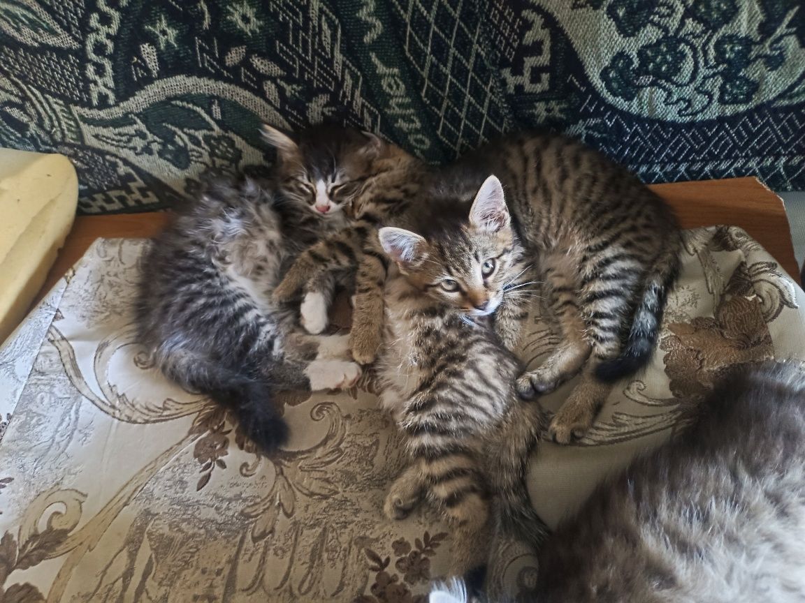 Котята. Отдам котят