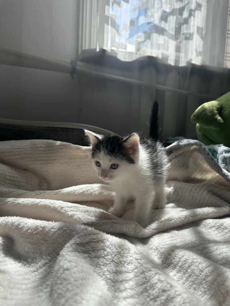 Кот ищет свой дом