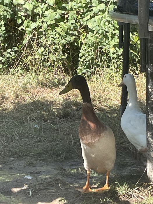 Vand pasari de curte crescute cu grau,porumb si floarea soarelui