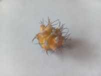 Pui cactus Gimnocalcyum