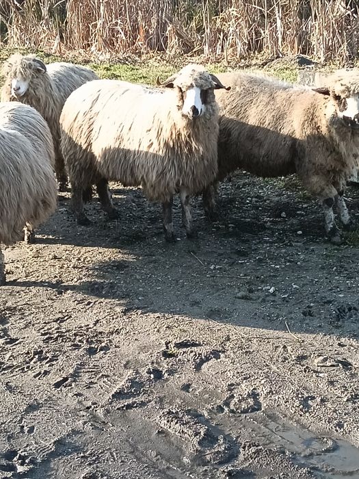 De vânzare 5 oi tinere