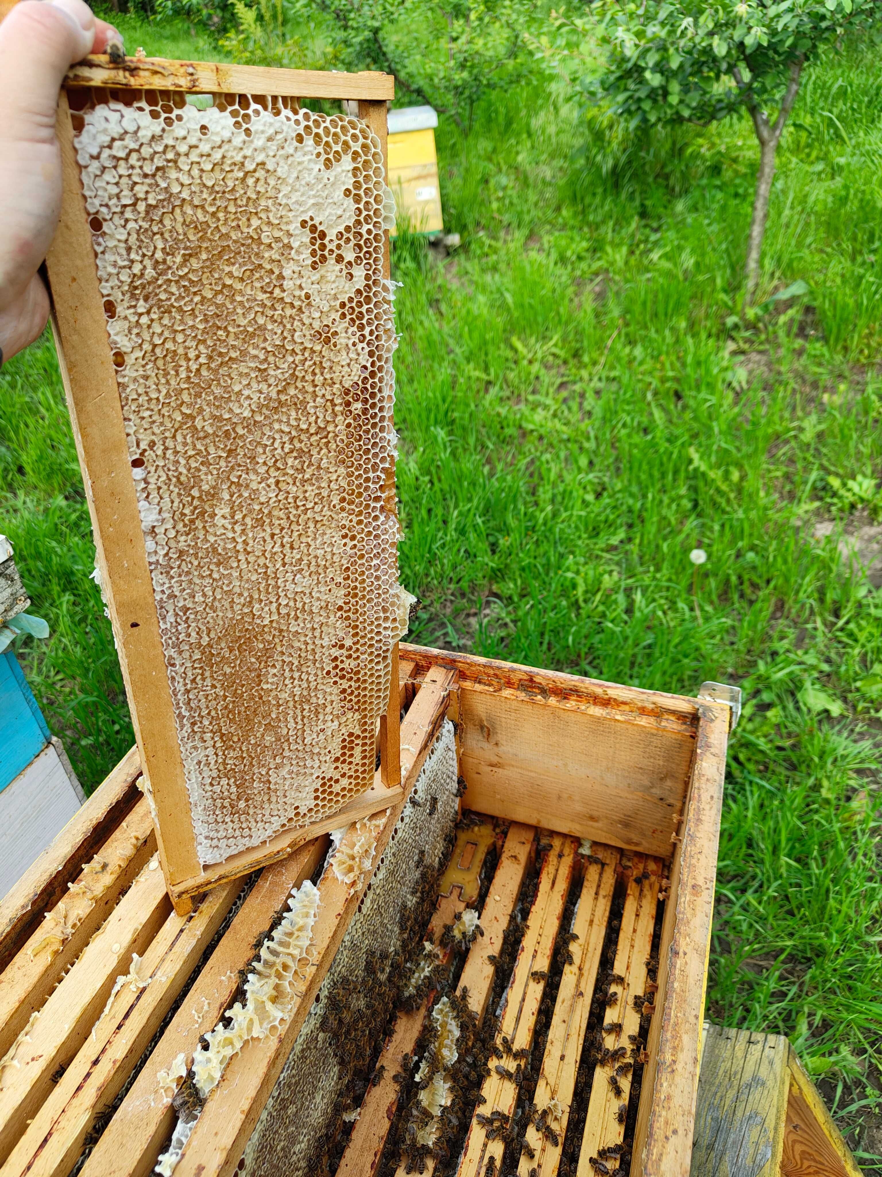 Vand 20 de stupi, familii de albine de productie