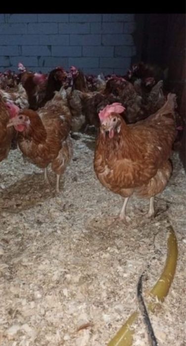 Vindem gaini de ouat