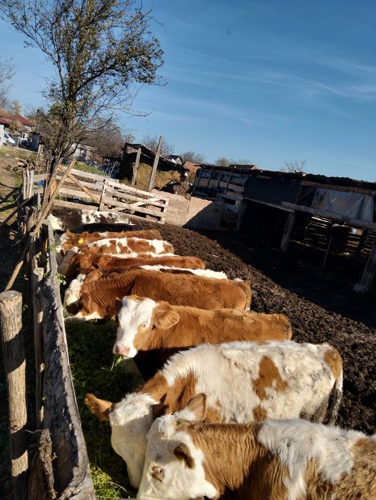 Vând viței și vitele