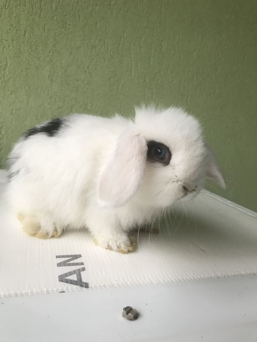 Berbec pitic (holland loop)