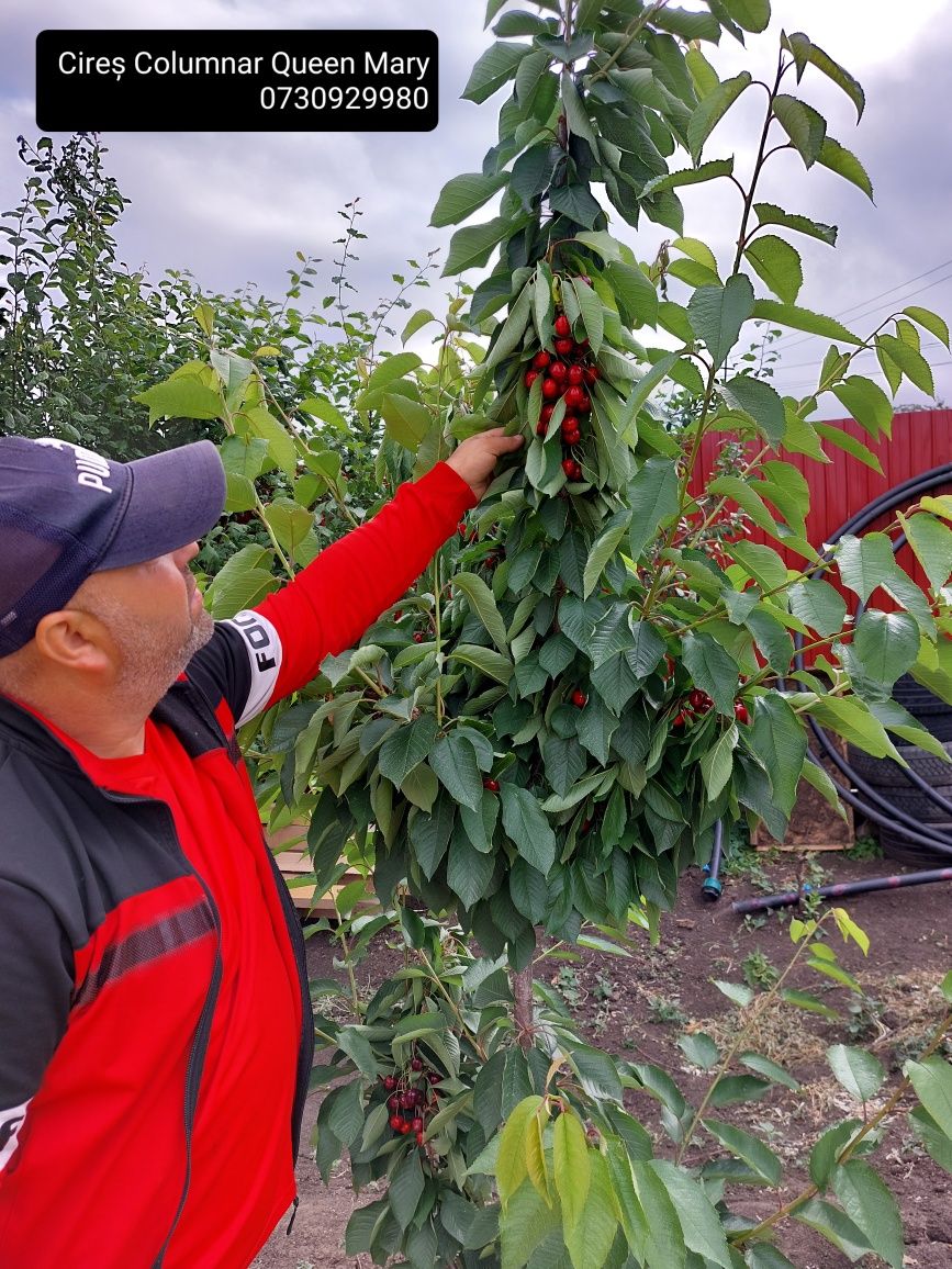 Pomi fructiferi Columnari Direct de la producător anul 3 de vegetație.