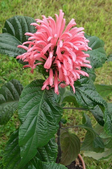 Цветы комнатные.