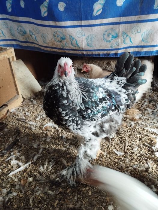 Продаются молодые петушки породы БРАМА в г.Сатпаев