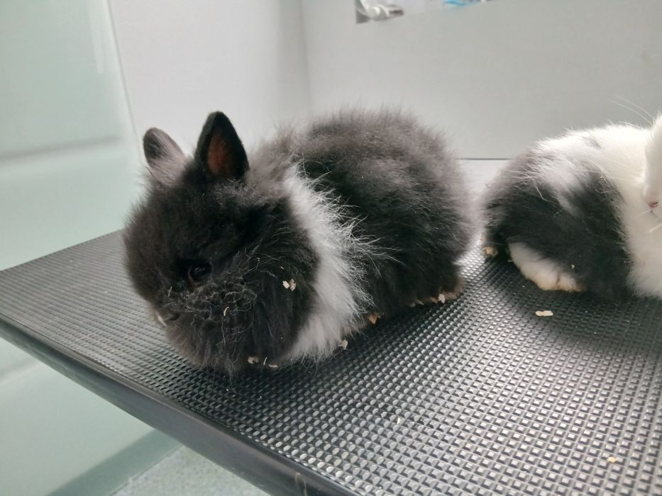 Iepure cap de leu pitic