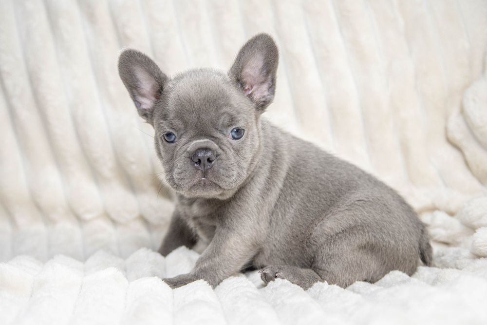 bulldog francez lilac
