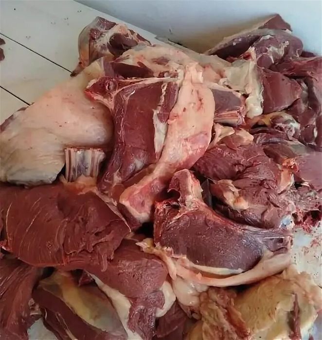 Мясо конина с откорма