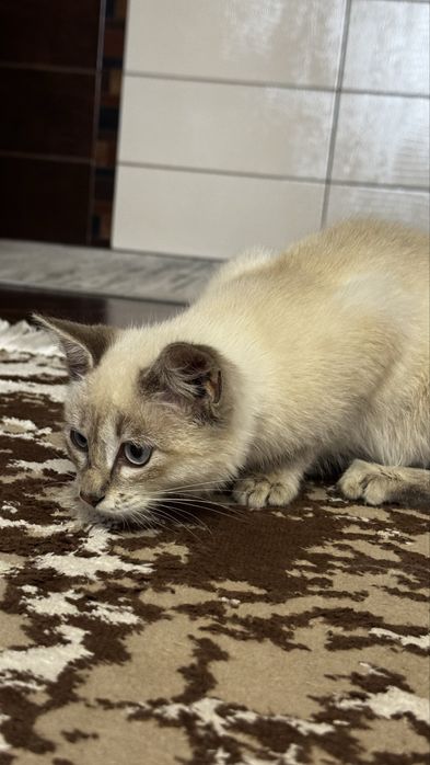 Котенок девочка ищет дом!