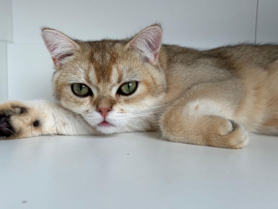 Baietel british shorthair golden  !!