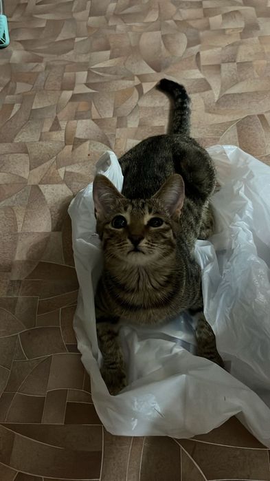 Отдам кошку на хорошие руки