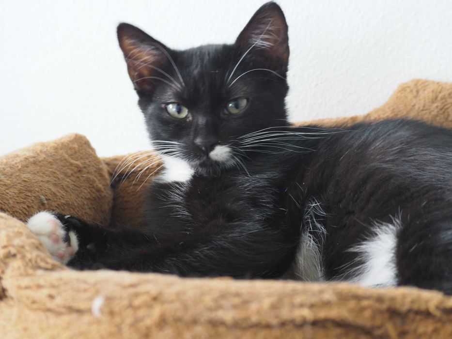 Pisicuta spre adoptie