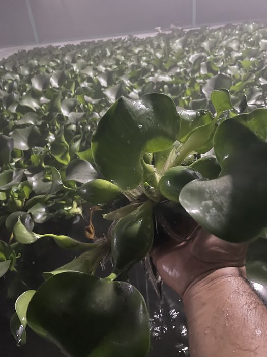 Эйхорния, водиной гиацинт, кувшинка