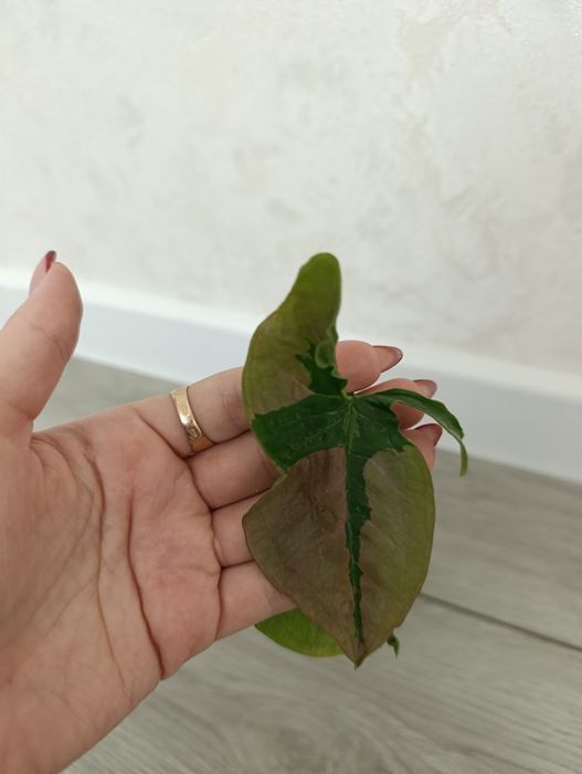 Продаётся Сингониум