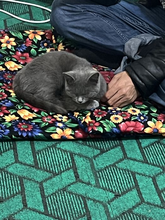 Toza britanskiy mushuk