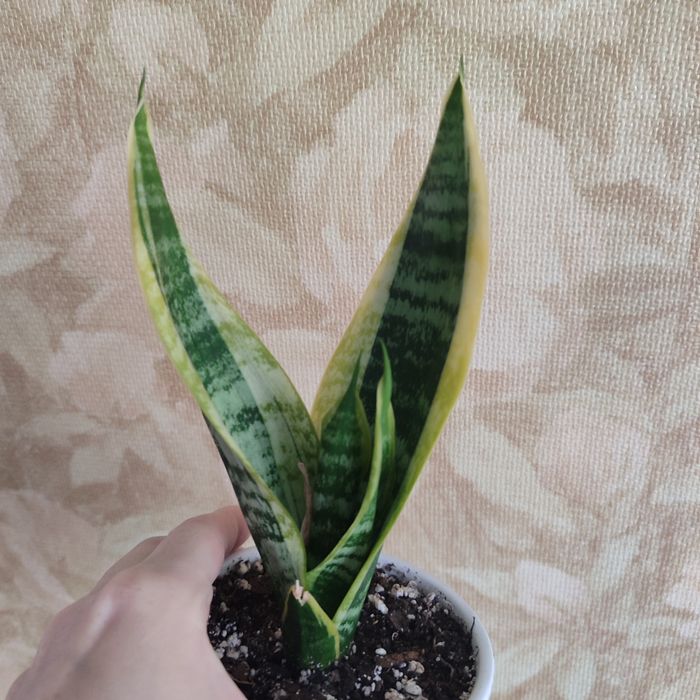 Сансевиерия продам