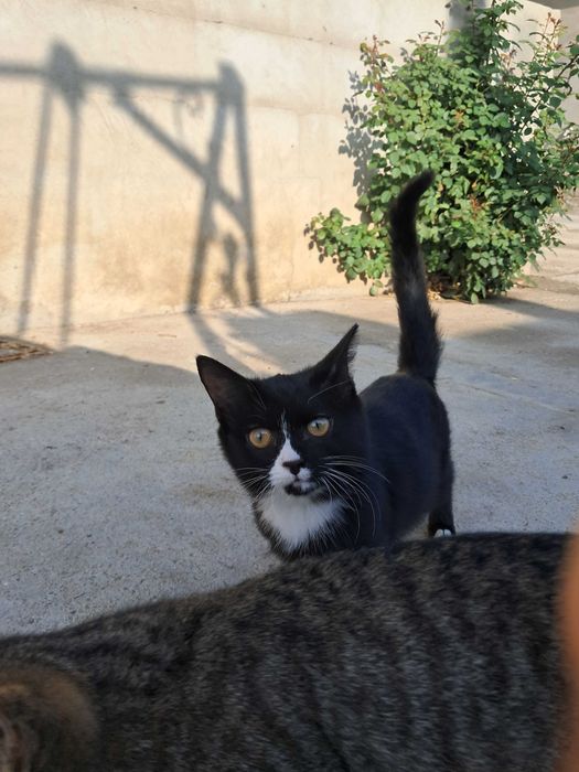 Котята (девочки)