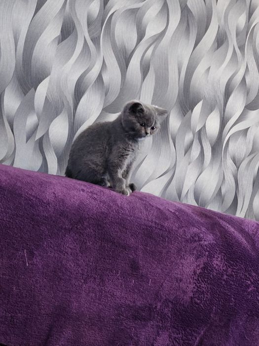 British shorthair blue rasa pura