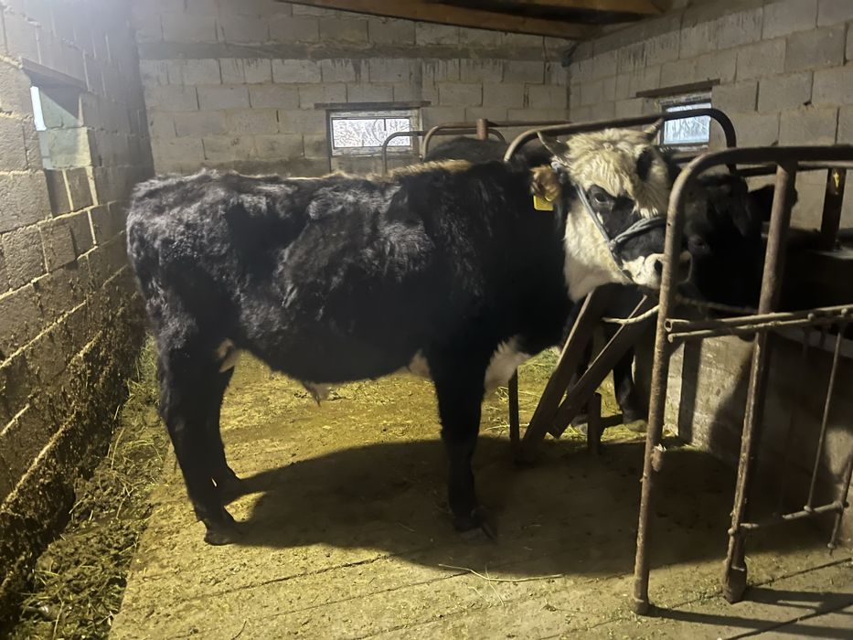 Продам бычка хороший