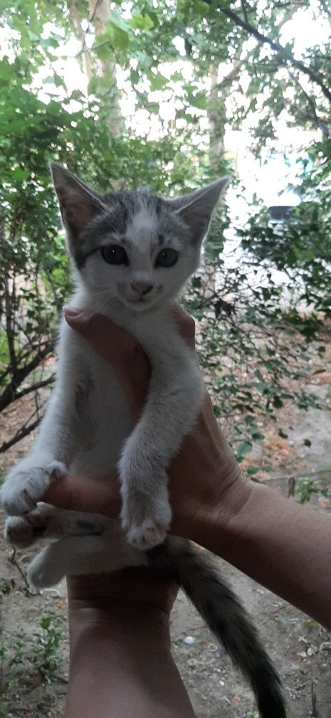 Котята в заботливые руки