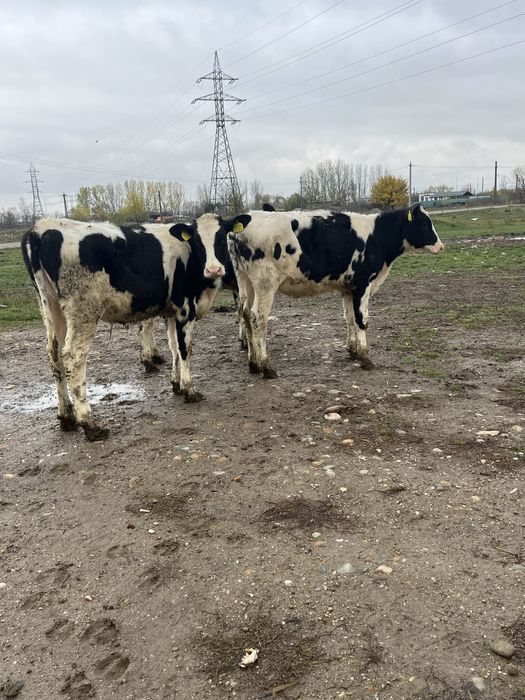 Vitele holstein rasa pura