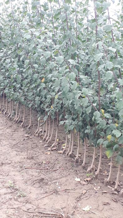 Vând pomi fructiferi