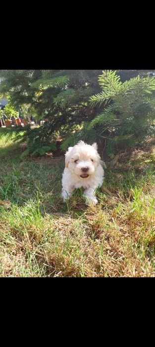 Vand catei bishon maltez!