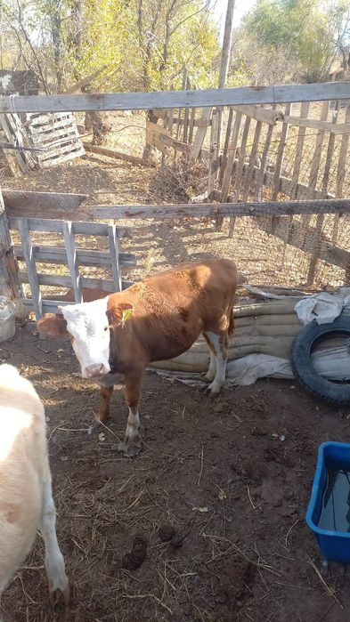 Бұқашық 8 айлық.Бычок 8 месяцев.,