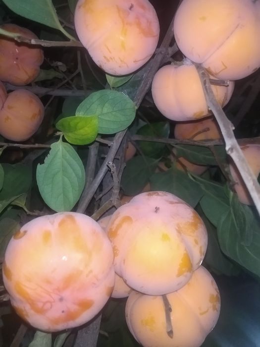 хурмо меваси сотилади