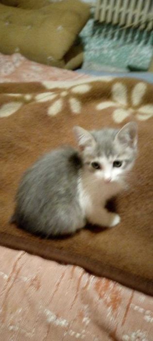 Маленькие котята