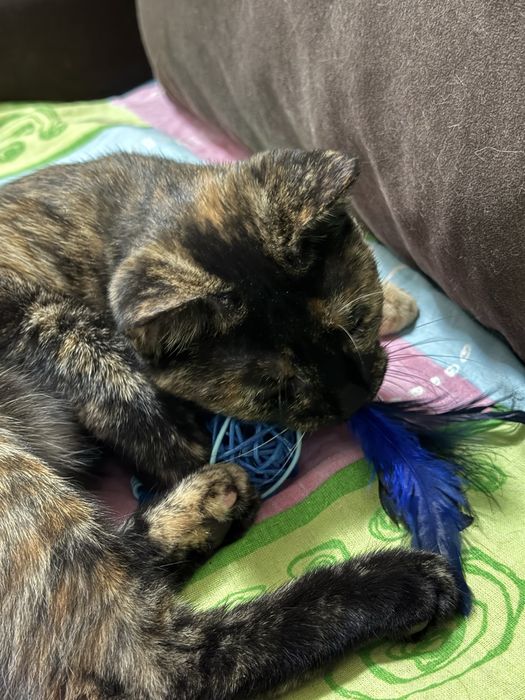 Отдаю в доьрые руки котёнка черепахового окраса