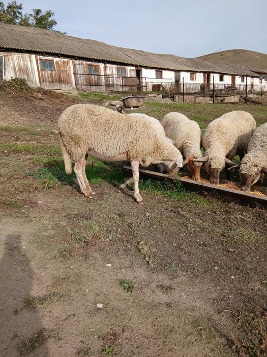 Vând oi gestante mioare