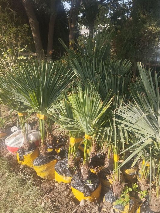 Xar xil turdagi archa va gullar