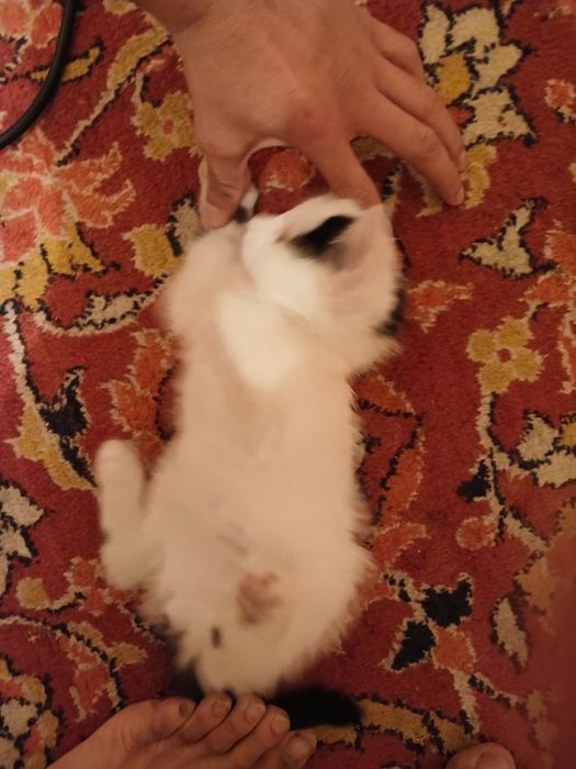 Mushug sotiladi toza